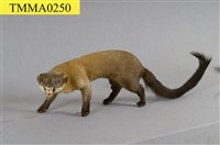 藏品(黃喉貂)的圖片